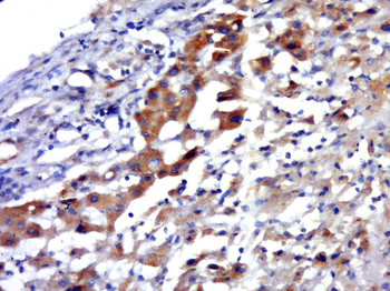 MIP3/CCL23 Rabbit Polyclonal Antibody