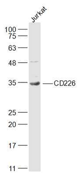 CD226 Rabbit Polyclonal Antibody