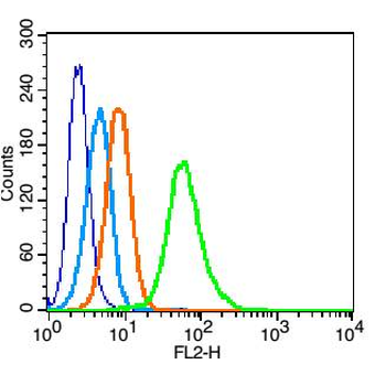 IL2 Receptor beta Rabbit Polyclonal Antibody