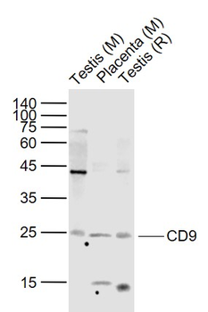 CD9 Rabbit Polyclonal Antibody