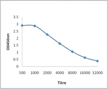 CD171/L1CAM Rabbit Polyclonal Antibody