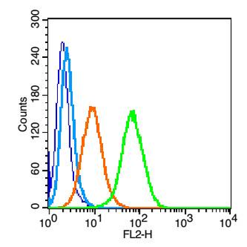 CD171/L1CAM Rabbit Polyclonal Antibody