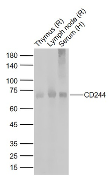 CD244 Rabbit Polyclonal Antibody