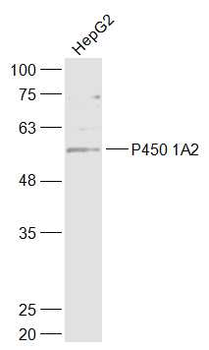 CYP1A2 Rabbit Polyclonal Antibody