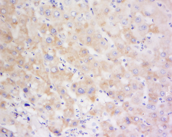 CYP1A2 Rabbit Polyclonal Antibody