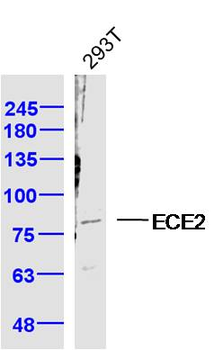 ECE2 Rabbit Polyclonal Antibody
