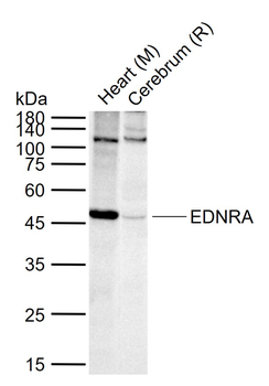 EDNRA Rabbit Polyclonal Antibody