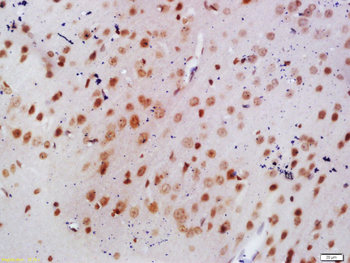 EEF1A1 Rabbit Polyclonal Antibody