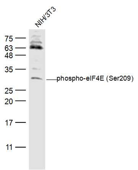 Phospho-eIF4E (Ser209) Rabbit Polyclonal Antibody