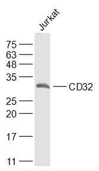 CD32 Rabbit Polyclonal Antibody