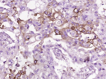 FGFBP1 Rabbit Polyclonal Antibody