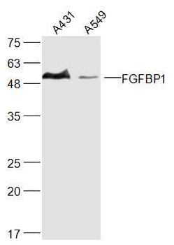 FGFBP1 Rabbit Polyclonal Antibody