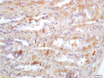 FGFBP1 Rabbit Polyclonal Antibody