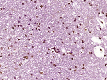 HFH4 Rabbit Polyclonal Antibody