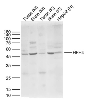 HFH4 Rabbit Polyclonal Antibody