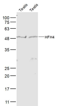 HFH4 Rabbit Polyclonal Antibody