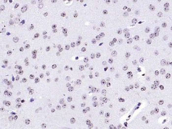 HFH4 Rabbit Polyclonal Antibody