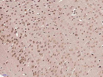 HFH4 Rabbit Polyclonal Antibody