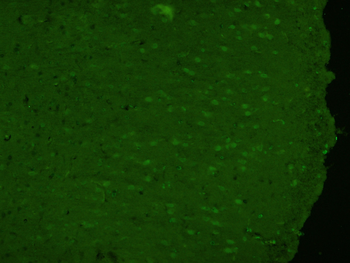 HFH4 Rabbit Polyclonal Antibody