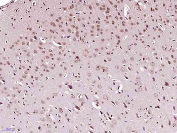 HFH4 Rabbit Polyclonal Antibody