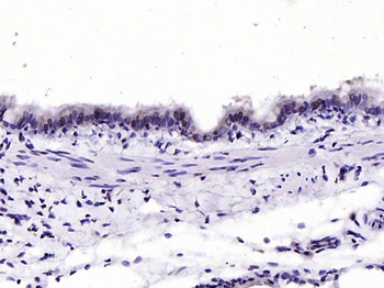HFH4 Rabbit Polyclonal Antibody