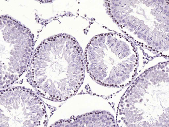 HFH4 Rabbit Polyclonal Antibody