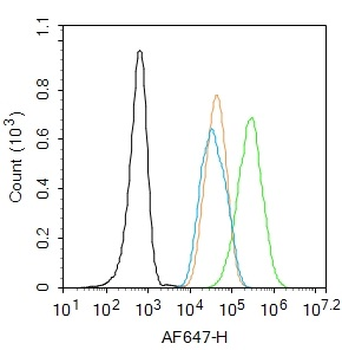 FOXO1 Rabbit Polyclonal Antibody