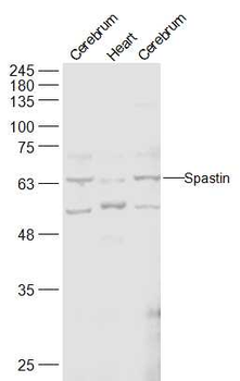 Spastin Rabbit Polyclonal Antibody