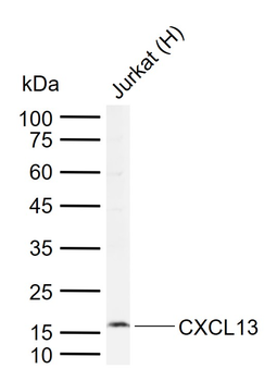 CXCL13 Rabbit Polyclonal Antibody