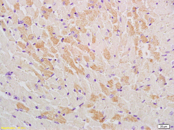 GLUT12 Rabbit Polyclonal Antibody