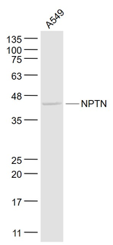 NPTN Rabbit Polyclonal Antibody
