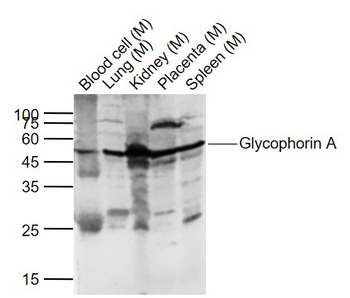 Glycophorin A Rabbit Polyclonal Antibody