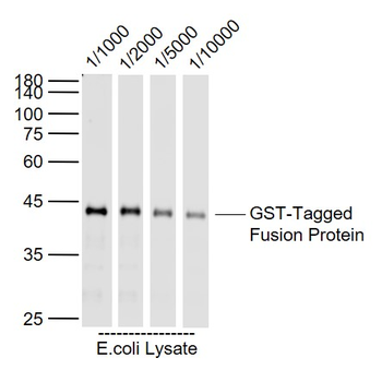 GST tag Rabbit Polyclonal Antibody