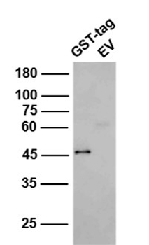 GST tag Rabbit Polyclonal Antibody