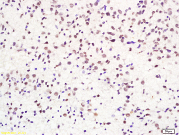 H2AX Rabbit Polyclonal Antibody