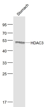HDAC3 Rabbit Polyclonal Antibody