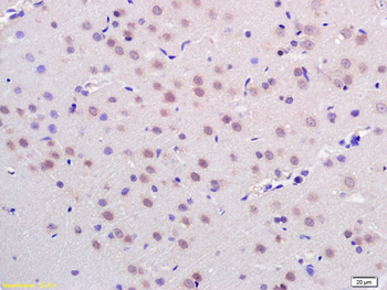 HDAC3 Rabbit Polyclonal Antibody