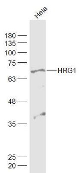 HRG1 Rabbit Polyclonal Antibody