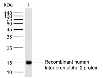 Interferon alpha 2b Rabbit Polyclonal Antibody