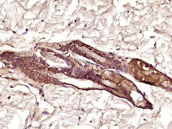 IL20 Rabbit Polyclonal Antibody