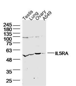 IL5RA Rabbit Polyclonal Antibody