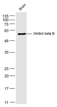 Inhibin beta B Rabbit Polyclonal Antibody