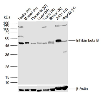 Inhibin beta B Rabbit Polyclonal Antibody
