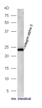 Integrin alpha 3 Rabbit Polyclonal Antibody
