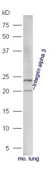 Integrin alpha 3 Rabbit Polyclonal Antibody