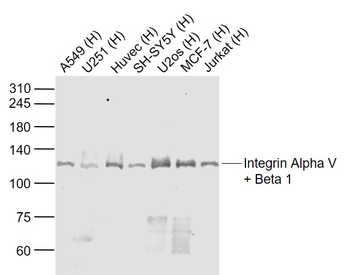 Integrin Alpha V + Beta 1 Rabbit Polyclonal Antibody
