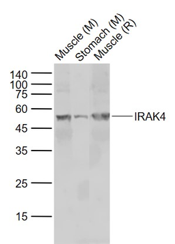 IRAK4 Rabbit Polyclonal Antibody