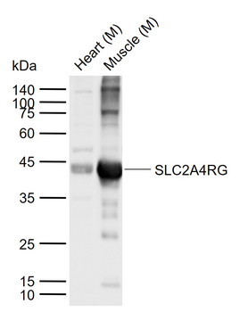 SLC2A4RG Rabbit Polyclonal Antibody
