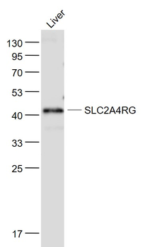 SLC2A4RG Rabbit Polyclonal Antibody