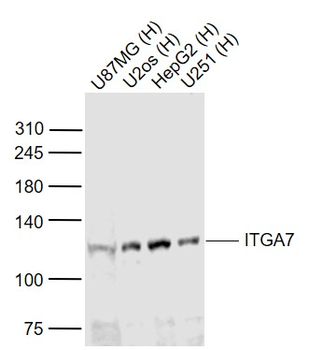 ITGA7 Rabbit Polyclonal Antibody